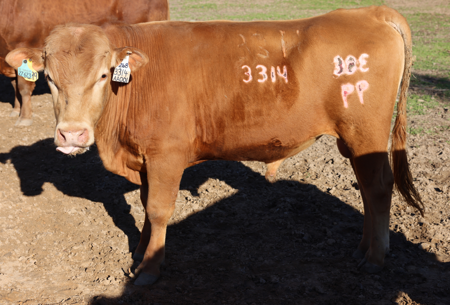 3314 38e Farms Bull Semen for Sale
